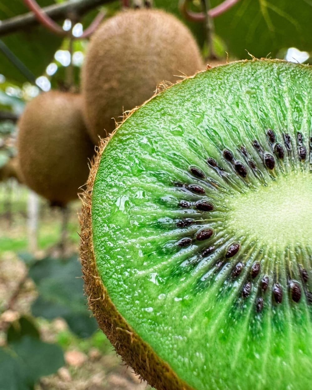 Kiwis